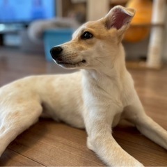 フェネックみたいなニコニコガール🩷「もなか」♀🐶💕