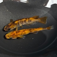 〈現物出品〉極上和墨　しまじろうRLF　1ペア　♂1 ♀1 〈種親クラス〉の画像