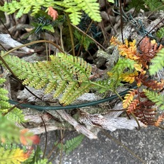 シダ系の画像