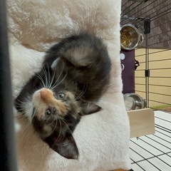 🍂ちーっちゃい三毛猫ちゃん🍂🍁🍁