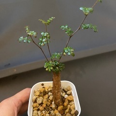 多肉植物　塊根植物　オペルクリカリア　デカリー②の画像
