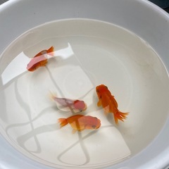 らんちゅう　1匹700円