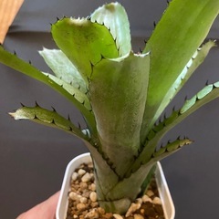 観葉植物　タンクブロメリア　ビルベルギア・サンデリアナ の画像