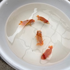 らんちゅう  当歳　1匹1000円
