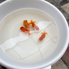 らんちゅう  当歳　1匹1000円の画像