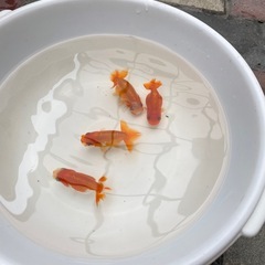 らんちゅう  当歳　1匹1000円の画像
