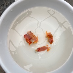 らんちゅう  当歳　1匹1000円の画像