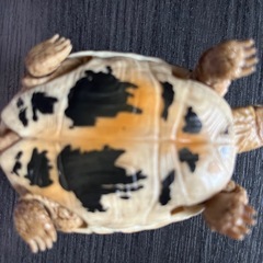 リクガメ  ガチャ　爬虫類の画像