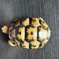 リクガメ  ガチャ　爬虫類の画像