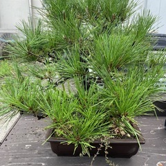 松の鉢植えの画像