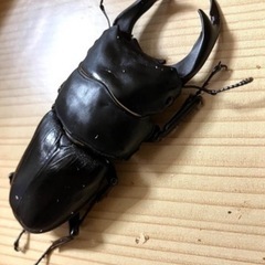 🉐オオクワガタ ペア能勢SR ♂81mm ♀55mm  【親虫90mmUP】 オマケ付き❗️❻の画像