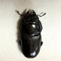 🉐オオクワガタ ペア能勢SR ♂81mm ♀55mm  【親虫90mmUP】 オマケ付き❗️❻の画像