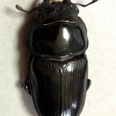 🉐オオクワガタ ペア能勢SR ♂81mm ♀55mm  【親虫90mmUP】 オマケ付き❗️❻の画像