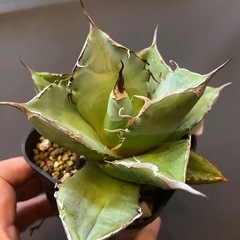多肉植物　アガベ　チタノタ　黒豹の画像
