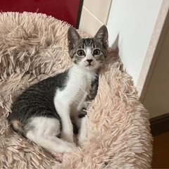 生後2カ月4兄妹