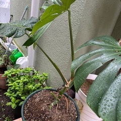 モンステラ　大の画像