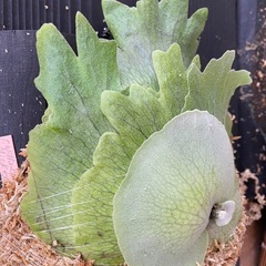 【観葉植物】 ビカクシダ　P. Mickey's #1  No.❷番の画像