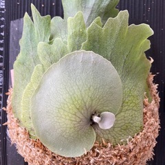 【観葉植物】 ビカクシダ　P. Mickey's #1  No.❷番の画像