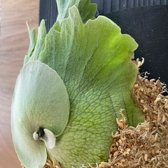 【観葉植物】 ビカクシダ　P. Mickey's #1  No.❷番の画像