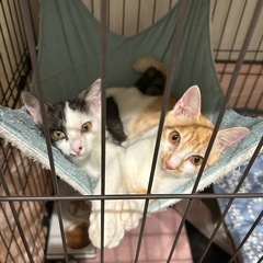 里親募集中（生後5か月の子猫２匹です）