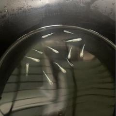 メダカ ミックスセットの画像