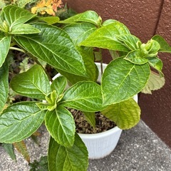 多分紫陽花の画像