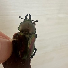 ニジイロクワガタ♂45mm♀33mmの画像