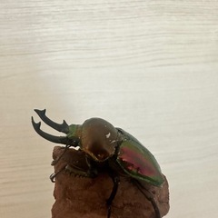 ニジイロクワガタ♂45mm♀33mmの画像