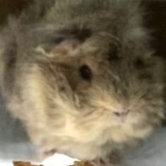 やり取り中　ぽんちゃん　こうしちゃんの　飼い主の方
