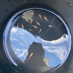 【めだか】楊貴妃 成魚10匹の画像