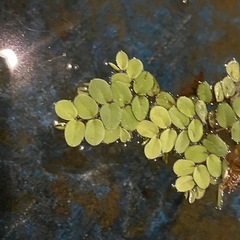 【ライトグリーンの美しい浮草】【水生植物として人気あり】 『サルビニア・ククラータ』 （Salvinia cucullata） 5株 の画像