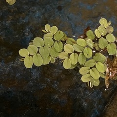 【ライトグリーンの美しい浮草】【水生植物として人気あり】 『サルビニア・ククラータ』 （Salvinia cucullata） 5株 の画像