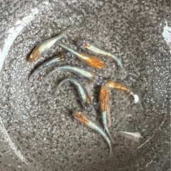 【めだか】　三色ラメ体外光8匹の画像