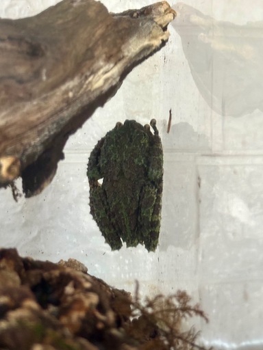 ベトナムコケガエル　アダルト個体　たぶん♀