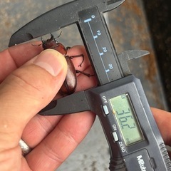 トカラノコギリクワガタ　1ペア　使用済みの画像
