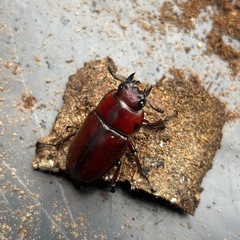 トカラノコギリクワガタ　1ペア　使用済みの画像
