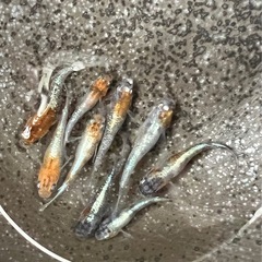 【めだか】　三色ラメ体外光8匹　②
の画像