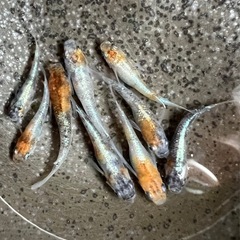 【めだか】　三色ラメ体外光8匹　②
の画像