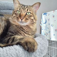 長毛キジトラちゃん