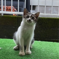 生後2〜3ヶ月のオスの子猫の里親さん募集！