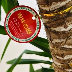 青年の樹の画像