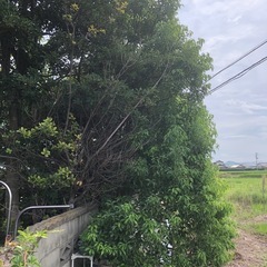 隣地の境界の伐採出来ますの画像