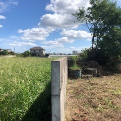 隣地の境界の伐採出来ますの画像