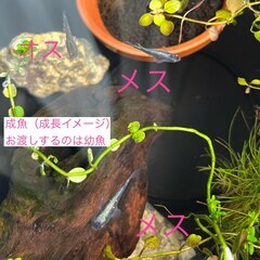【メダカ幼魚】黒✕青ラメの画像