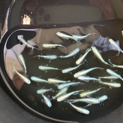 メダカ元気🐟PSB　 【 4000ml／2000ml 】の画像