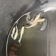 メダカ元気🐟PSB　 【 4000ml／2000ml 】の画像