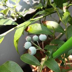 ブルーベリー鉢植えの画像