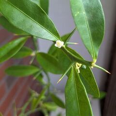 橘の鉢植えの画像
