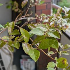 ブルーベリー鉢植えの画像