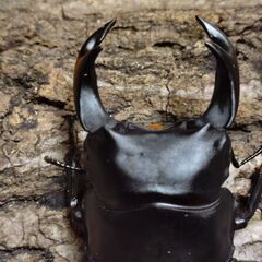 国産オオクワガタ　ペア（♂71ｍｍ　♀46ｍｍ）阿古谷産【安心決済への切り替え、発送対応可能】の画像